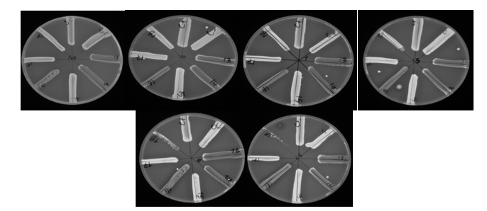 Figure 2. Fluorescent plates containing concentrations of 0.25 to 2.5 g/L of ethidium bromide and microbial suspension of Staphylococcus aureus strains: strains 13, 14 and 16 did not show fluorescent activity in all dilutions of ethidium bromide and became known as strong strains. Each growth line belongs to one isolate. Transparent culture lines indicate inactivation of the effluent pump and opaque cultivation lines indicate that the effluent pump system is active. Strain 14 was MRSA.