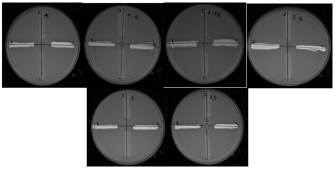 Figure 3. Fluorescent plate images containing ethidium bromide and microbial suspension with MIC concentration of 1/2 M. chamomilla extract of each strain: strains 13 and 16 showed fluorescent activity in all dilutions of ethidium bromide and were identified as inactive. MRSA strain 14 remained active.