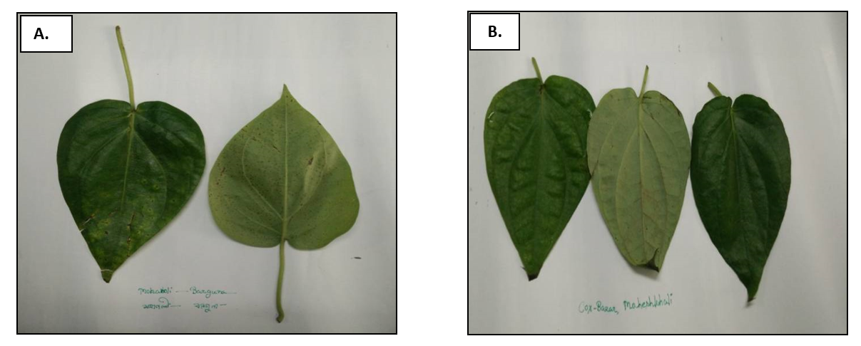 Figure 1. Representative images of betel leaves collected from Barguna area (A) and Moheskhali area (B).