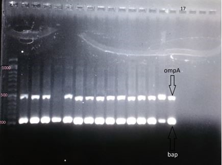 Figure 4. Electrophoresis gel of the PCR products of genes ompA (the segment of 490 base pair), bap (the segment of 223 base pair); column 1: DNA marker of 1000 base pair; column 17: negative control