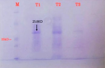 Figure 1. Recombinant protein purification using nickel column (SDS gel). M: protein marker, T1: recombinant protein purified as a single band with a weight of about 25.8 kDa, T2: protein separated from the column using separation buffer, T3: protein separated using a washing buffer.